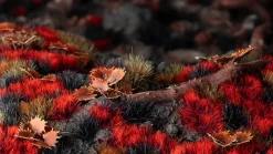 Alien Blood Moon Wild 6mm