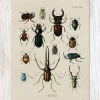 Beetle Specimens Greeting Card