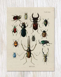 Beetle Specimens Greeting Card