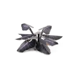 Black Magic Taro Laser Plants