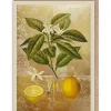 Lemons Greeting Card