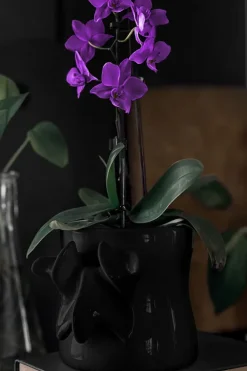 Ossuary Black Planter