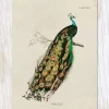 Peacock Specimen Greeting Card