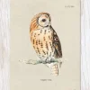 Tawny Owl Bird Specimen Greeting Card
